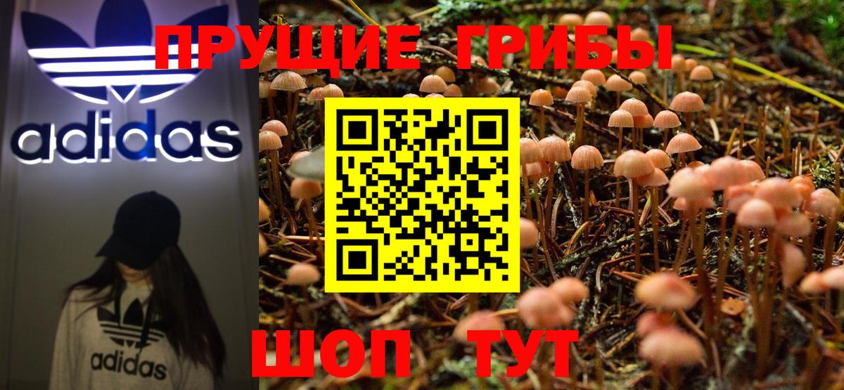 Псилоцибиновые грибы Psilocybine cubensis Владикавказ